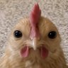 Фото профиля chicken