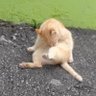 ベル 的头像