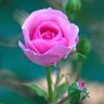 Rose profil fotoğrafı