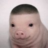 PigletVerse's profile picture