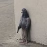 thuglife profil fotoğrafı