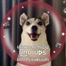 Фото профиля พี่สาวของหมาโง่