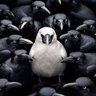 Фото профиля YourWhiteCrow