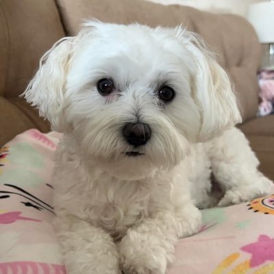 QueenMaye_chat1's profile picture