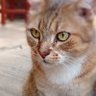 Taikarus Ae's profile picture