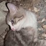 Akis's profile picture