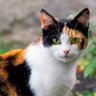 El Calico's profile picture