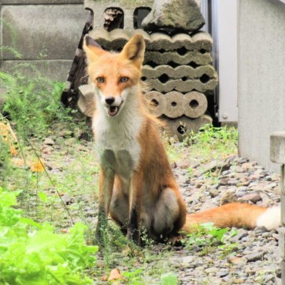 kitanomokoron1's profile picture
