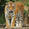 EyeOnTheTiger's profile picture