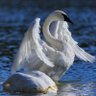 The Swan 🦢 profil fotoğrafı