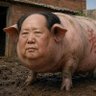 帅气的猪头 profil fotoğrafı