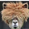 Jaime profil fotoğrafı