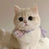Фото профиля Cute cat baby 😺