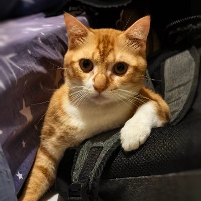 VigilanteSht's profile picture