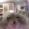 BillyOats's profile picture