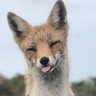Фото профиля Zero Foxgiven
