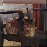 yasu profil fotoğrafı
