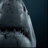 shark's profile picture