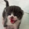 sagiotaria's profile picture