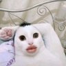 buttermilk 的头像