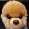 Profilbild von GordonFlowers