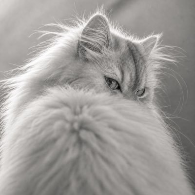 AVa's profile picture