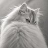 Profilbild von AVa