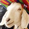 RIP Gary The Goat's profile picture