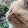 Salvador O. A.K.AElManchas616 profil fotoğrafı