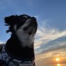 ll.kai's profile picture