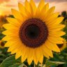 Lyn profil fotoğrafı