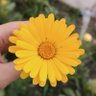 زهـــــــ🌼ــــــــرة ♣️♠️'s profile picture