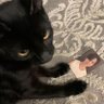 Natt 🐈⬛'s profile picture