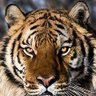 Cheetah 的头像