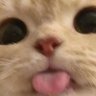 Yvaine's profile picture