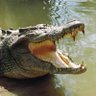 Saltwater Crocodile profil fotoğrafı