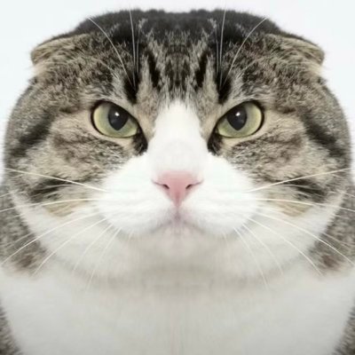 FriedFatSheep's profile picture