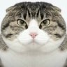 Profilbild von 肥羊的肥狼的肥羊