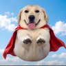 黄焖Jimmy饭 profil fotoğrafı
