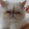 Profilbild von بابای پیشی کله پوک مهربون 🐈‍⬛