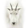MR WHITE 🤍 profil fotoğrafı