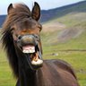 Profilbild von Mr. Ed (Slightly Unstable). 🇬🇧🇨🇦🇦🇺🇳🇿