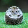 hedgehog's profile picture