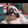 Фото профиля Subbu the shihtzu😎