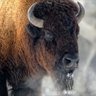 King Bison's profile picture