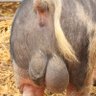 Sally Balls's profile picture