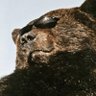 Profilbild von bear