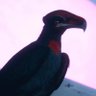 Skrac Flock profil fotoğrafı