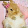 doremie's profile picture