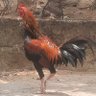 Profilbild von Hamba Allah di Sumatera